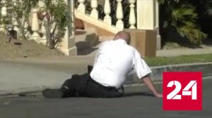 Рой пчел атаковал полицейских в Лос-Анджелесе - Россия 24