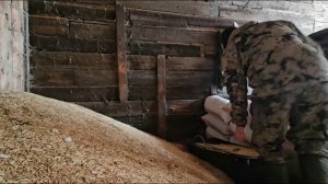 Жеребята отъёмыши дома. Овёс лучший корм для лошади. Ответ на вопрос.