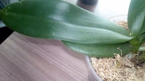 орхидея подросток выпустила цветонос, и зацвела орхидея