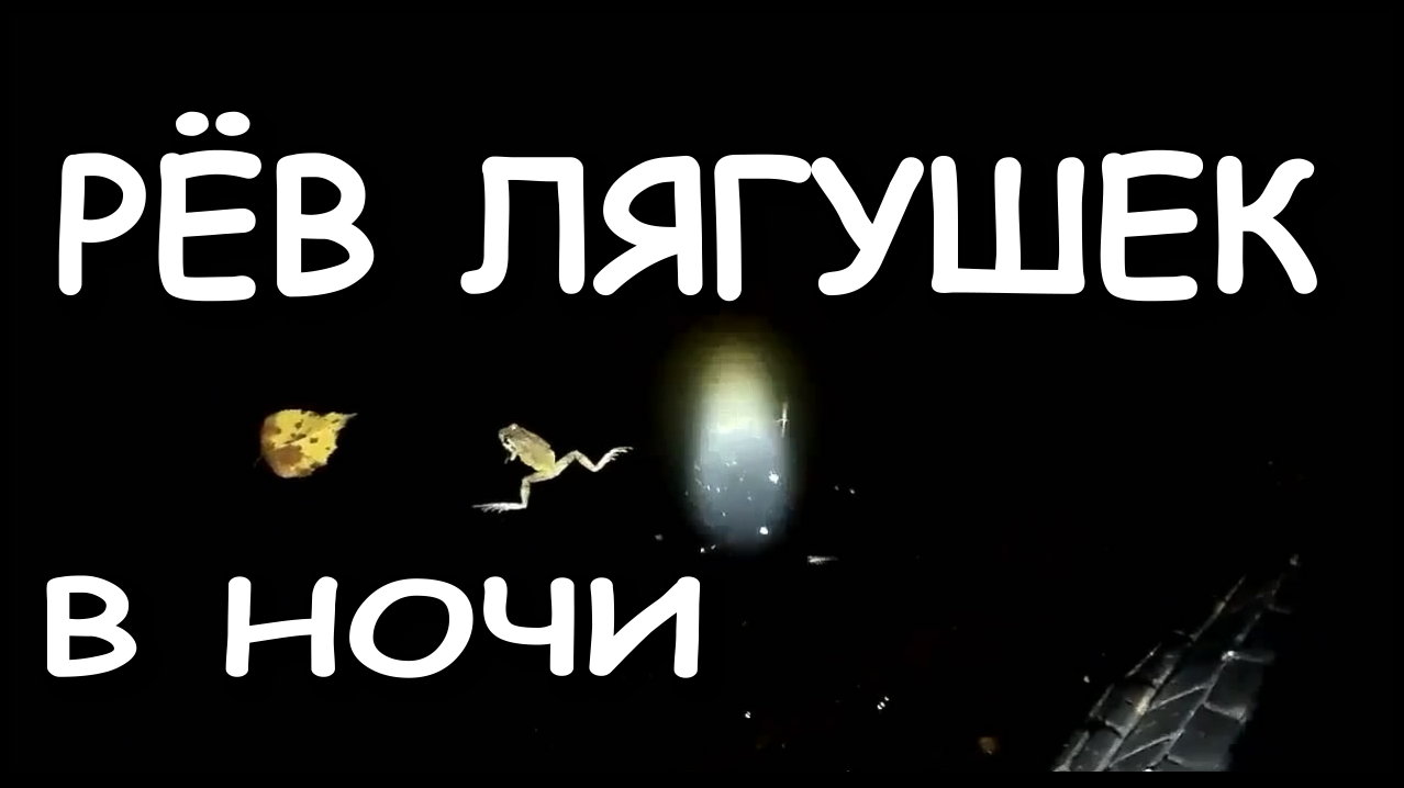 Мой дачный пруд. Звуки природы. Рёв лягушек  в пруду.