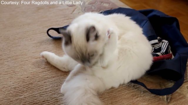 Ragdoll Cat Breed 101; Everything You Need to Know смотреть онлайн