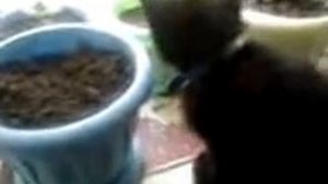 кот ест землю