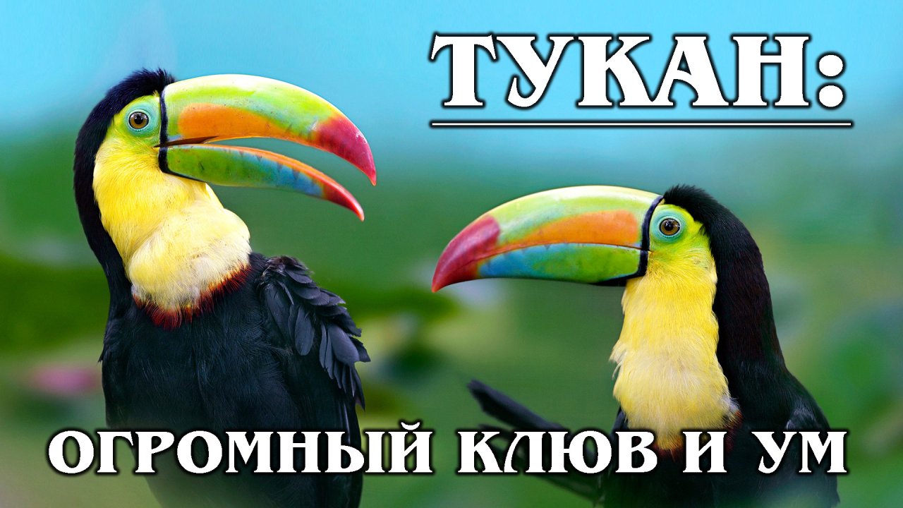 ТУКАН: Умная птица с большим клювом | Интересные факты про тукана и птиц