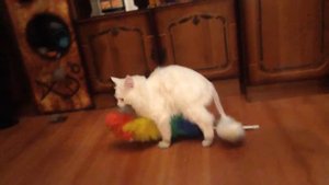 Кот и пипидастр