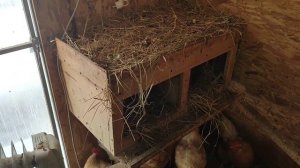 Как несутся куры в зимнем курятнике (ответы на комментарии) .