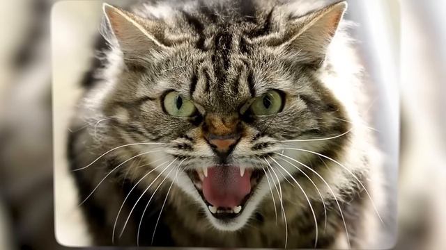 Липкий комок шерсти лежал не дыша под строительным мусором, но когда его нашёл человек… смотреть онлайн