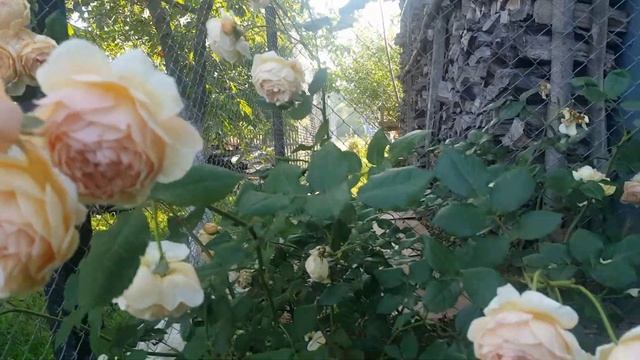 Роза / Троянда "Crown Princess Margareta" смотреть онлайн