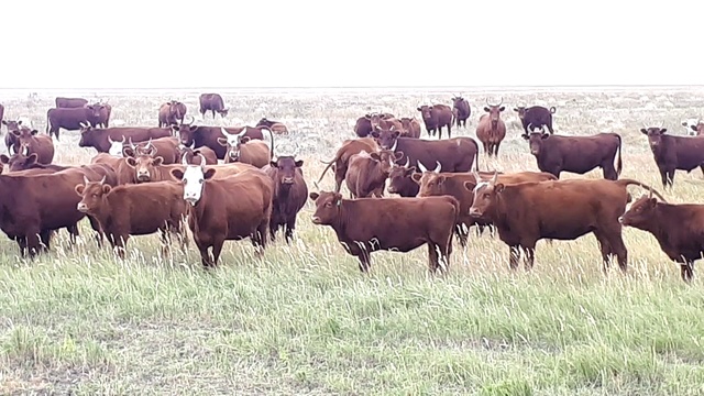 400 голов КРС мясных пород на пастбище. Калмыкская порода. Продажа КРС КамАгро. смотреть онлайн