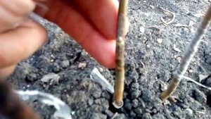 Окулировка , проверяем приживаемость прививок .