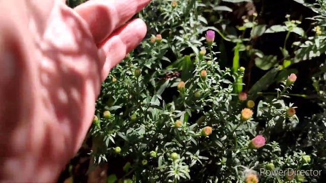 ВАФЛИ ПРОСТО ЧУДО?ХОРОШО ХОТЬ ДУШУ НЕ ЗАБИРАЮТ? ЕДУ НА ОСТРОВ НАДЕЖДЫ?МАСКА ОТ ОТЁКОВ✅ смотреть онлайн