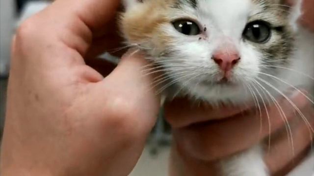 Котёнок ползал на передних лапках вдоль трассы, то что произошло дальше — не укладывается в голове смотреть онлайн