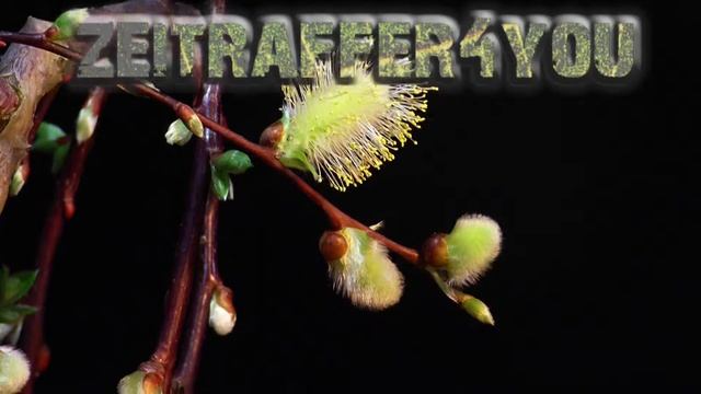 Kätzchenweide Kilmarnock Salix caprea Timelapse Zeitraffer sallow pussywillow смотреть онлайн