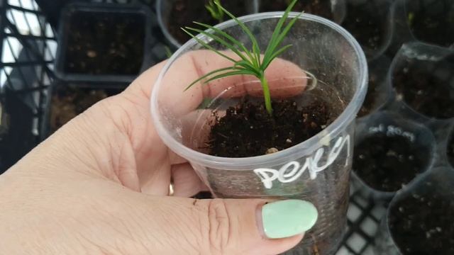 Выращиваю кедр и шишек. Долго, но интересно. смотреть онлайн