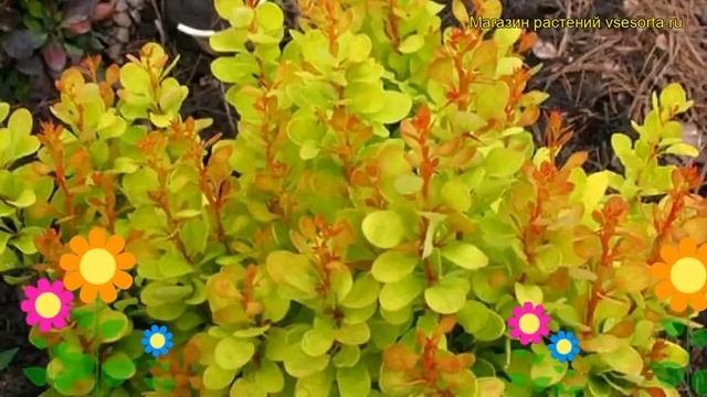 Барбарис тунберга Голден Дрим. Краткий обзор, описание Berberis Thunbergii Golden Dream