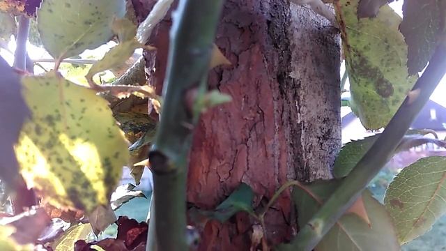 Прививка розы на штамб. Результат. смотреть онлайн