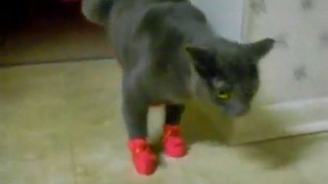 Нарядный кошак