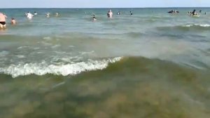 Зелёные водоросли в Азовском море.