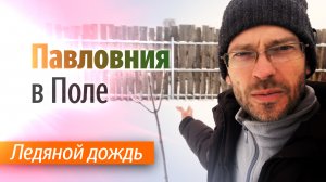 Павловния в поле после ледяного дождя.