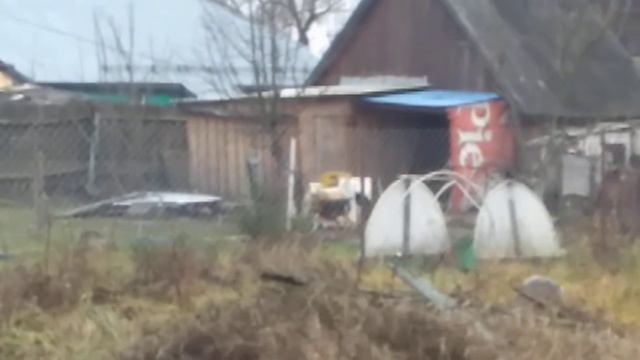 Овца бегает за собакой смотреть онлайн