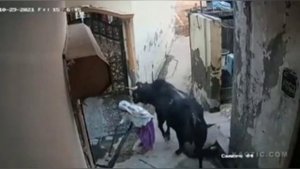 Никогда не бейте быка палкой оцени лайком или ракетой???????????