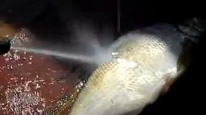 Чистка рыбы мойкой высокого давления