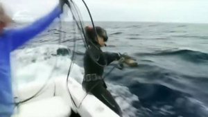 Подводная охота на тунца Spearfishing tuna