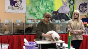 Выставка кошек «Астра», Лаванда. Москва 4-6 января 2020