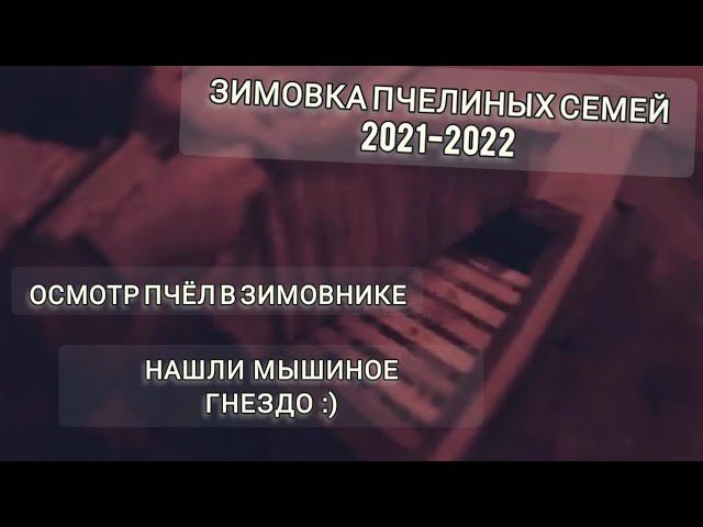 Как зимуют пчёлы в зимовнике. Мышиные гнездо в улье. Осмотр пчелиных семей. смотреть онлайн