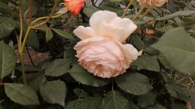 Английская Роза Э Шропшир Лэд смотреть онлайн