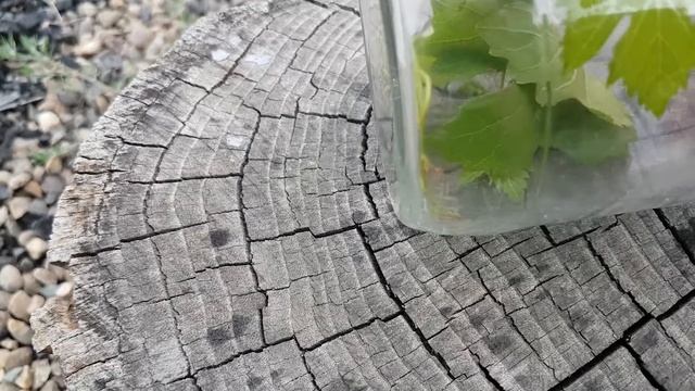 Цикадка на винограде, повреждения кисти Аркадии, чем бороться с цикадой. смотреть онлайн