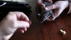 Всё о сахарном поссуме