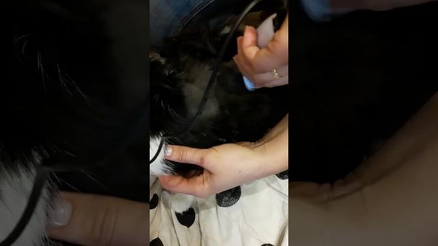 BaoRun P3 машинка для стрижки животных смотреть онлайн