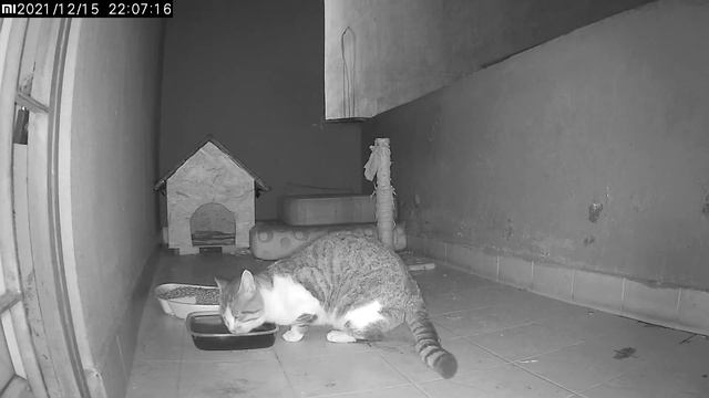 The Black Cat seemed to see a Ghost. Battle Royal. Cat Fight Club. Adorable Paws смотреть онлайн