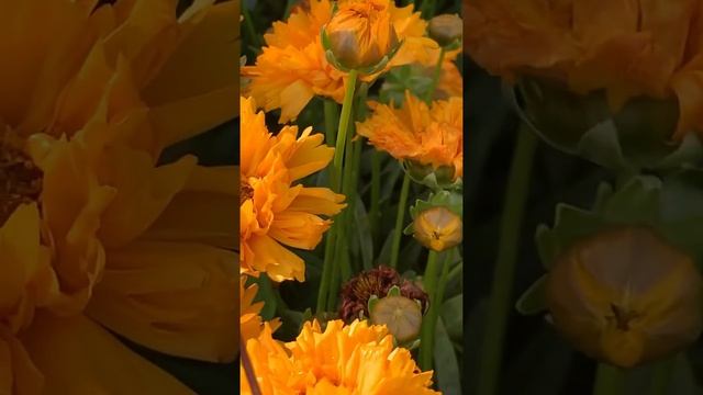 #Shorts | Bright Orange Early Sunrise Flowers | Coreopsis Grandiflora