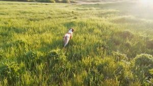 Перепелка (1).mp4