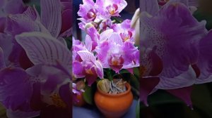 Цветение Phal. Pink Sunset Girl (Орхидеи Обнинск)