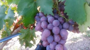 20160809 Виноград Низина