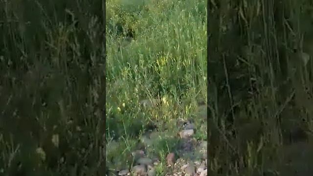 Канализация в реку Лена за универсамом смотреть онлайн