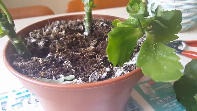 Вредители или заболевание на Каланхоє, что Ето? Белокрилка или нет? смотреть онлайн