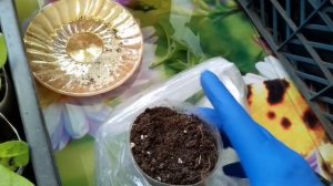 ЧЕРЕНКИ ПЕТУНИИ НЕ УКОРЕНЯЮТСЯ. ПРИЧИНЫ И ОШИБКИ ПРИ УКОРЕНЕНИИ И УХОДЕ.