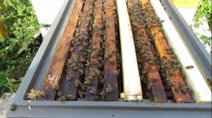 8 рамочный улей на рамку Дадан - осмотр отводка после зимовки и постановка второго корпуса