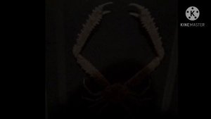 Cursed Animal Images With Minecraft Cave Sounds