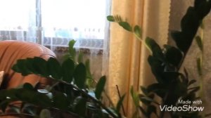 Цветение замиокулькаса