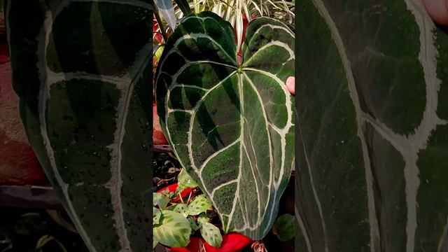 Rose, begonia, anthurium #easy #fun #flowers