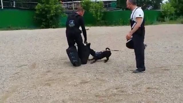 Паттердейл терьер MK's Thor. УДП "Строгино"(2) смотреть онлайн