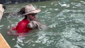 Weimaraner (The Gray Ghost) The King Of Stealth!