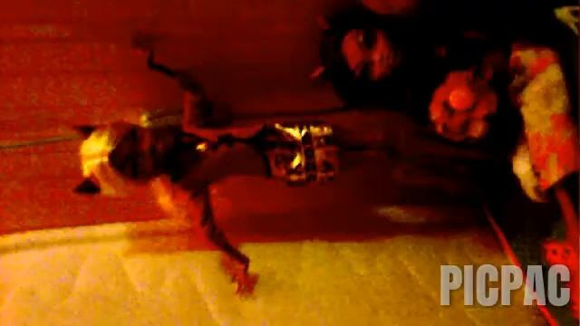 Ночной танец #picpac #stopmotion #monsterhigh смотреть онлайн