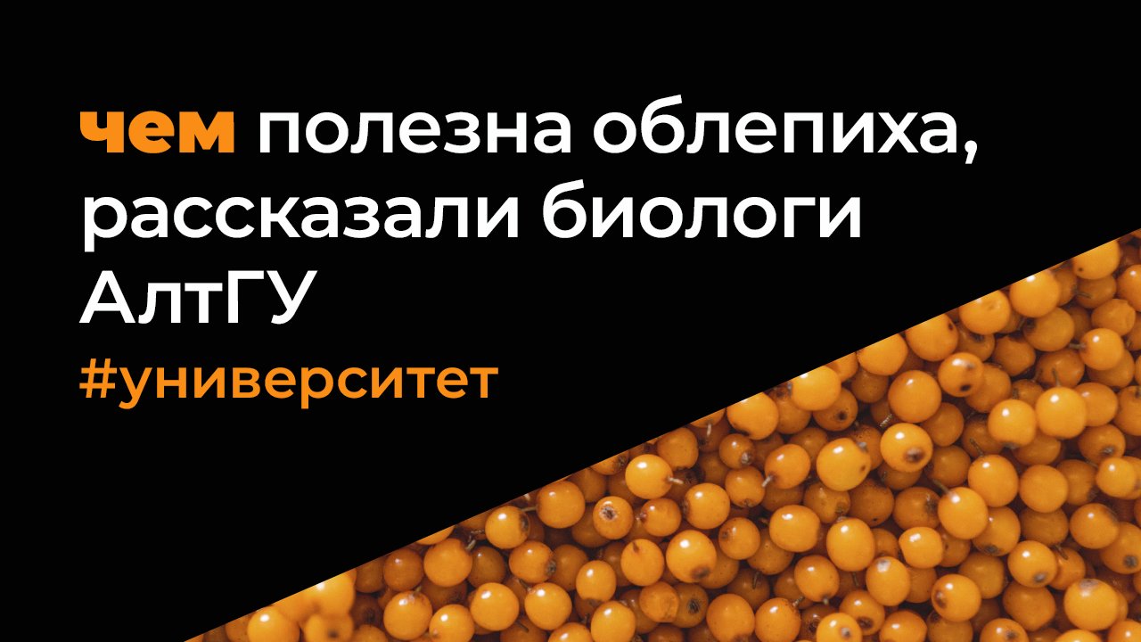 Чем полезна облепиха, рассказали биологи АлтГУ