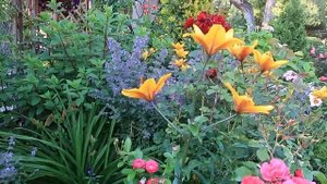 ОБЗОР САДА- ЗОНА -туя Янтарь\2023г\