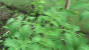 Самая ПРОСТАЯ И БЮДЖЕТНАЯ теплица для огурцов и томатов!